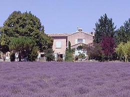 Provence Lavendel 260 x 195