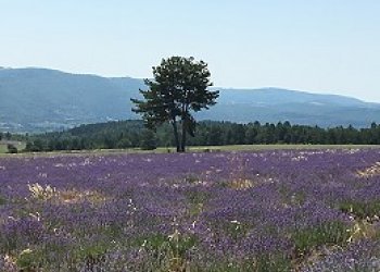 Provence 260